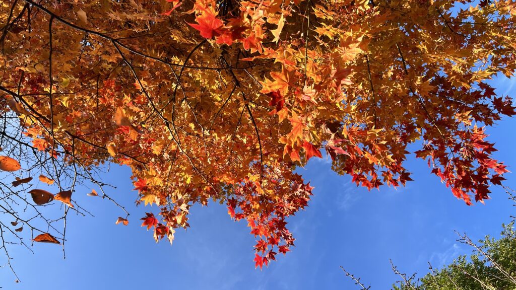 紅葉
